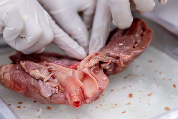 Concept of Education anatomy and physiology of heart in laboratory.