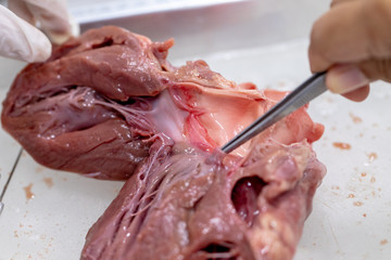 Concept of Education anatomy and physiology of heart in laboratory.