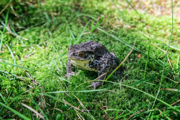 Close-up of a frog sitting on the grass in the forest