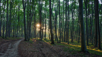 Fototapeta premium Sun rays through the trees during a walk in the summer