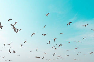 A bright blue sky with many seagulls flying in formation.