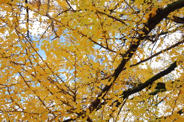 Fototapeta premium Ginkgo tree autumn leaves background texture