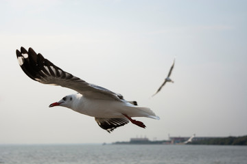 A seagull with black tipped wings is flying, with a second seagull in the background. A blurry coastline can be seen in the distance.