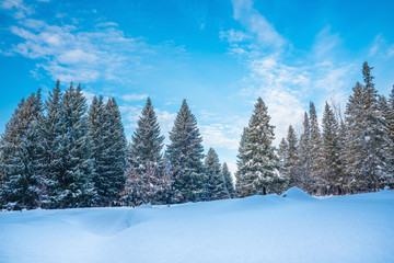 Edge of the forest in winter, ate in the snow, blue sky with clouds. © dimmas72