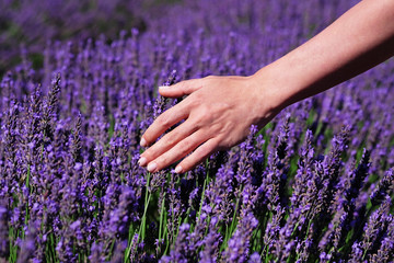 Violet lavender field at soft light effect for your floral background on horizontal web header or...
