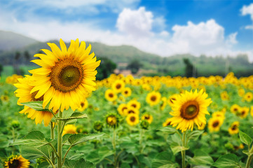 Fototapeta premium sunflower field over cloudy blue sky and bright sun lights