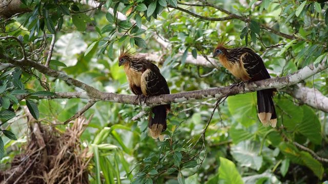 Hoatzins (Opisthocomus hoazin) resting on a branch at the edge of Limoncocha lagoon in the Ecuadorian Amazon