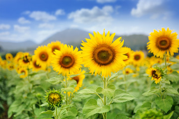 Fototapeta premium sunflower field over blue sky and bright sun lights