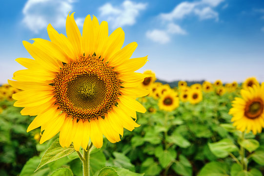 sunflower field over cloudy blue sky and bright sun lights © OHishi_Foto