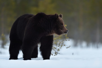 side view of brown bear on snow. bear on snow after hibernation.