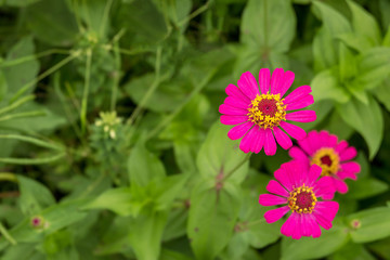 Close up image of colorful spring flower