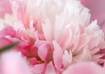 Unfocused blur peony petals, abstract romance background, pastel and soft flower card