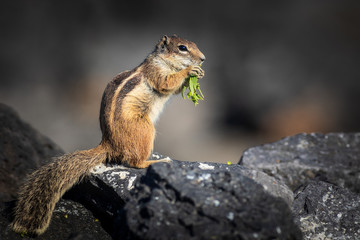  Barbary ground squirrel