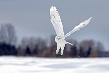 Snowy owl flying low hunting over an open sunny snowy cornfield in Ottawa, Canada