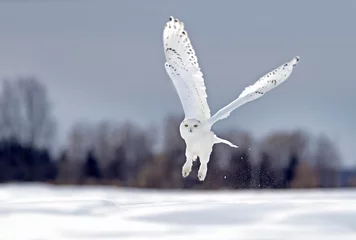 Photo sur Aluminium Hibou Harfang des neiges volant bas chasse au-dessus d& 39 un champ de maïs enneigé ensoleillé ouvert à Ottawa, Canada