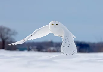 Wall murals Owl Snowy owl flying low hunting over an open sunny snowy cornfield in Ottawa, Canada