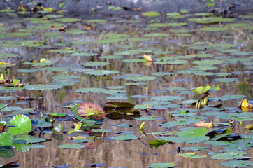Water lily (Nymphaeaceae) pads of reddish brown and green, round flat leaves floating in a calm reflective pond. Beautiful natural background with room for copy.