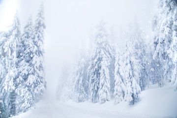 Winter wonderland snow on fir trees