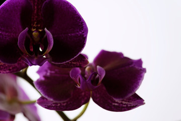 Purple Orchid on a white background