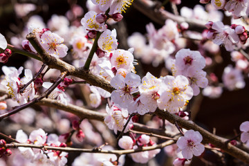 Plum blossoms in Yushima, Bunkyo Ward, Tokyo, Japan