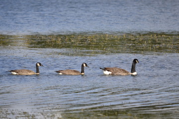 canadian geese on lake