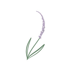 Vector hand drawn sketch of lavender branch. Element for design
