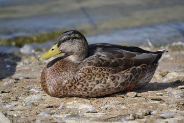 duck