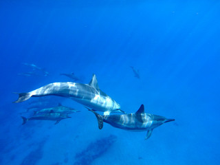 Delfine im offenen Meer auf Hawaii, Big Island