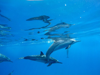 Delfine im offenen Meer auf Hawaii, Big Island