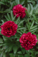 Group of fresh red peonies in the garden in the summer. Closeup of beautiful red Peony flower. Nature and Spring concept 
