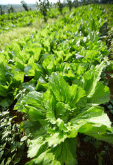 Closeup of mustard greens in a natural field