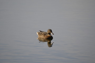 ducks on lake