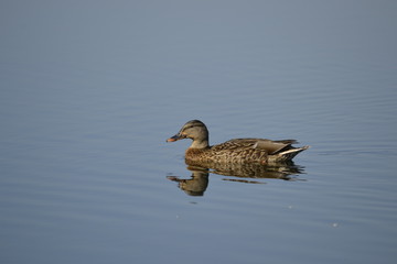 duck in the water