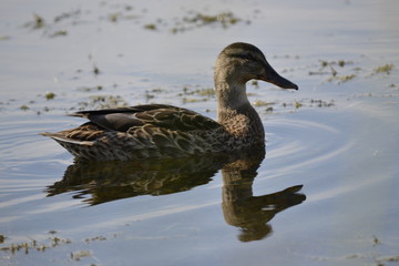 Obraz premium duck in the water