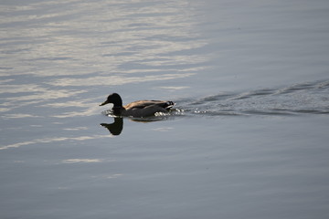 duck in water