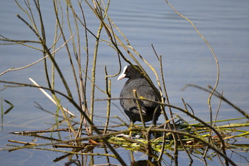 grebe
