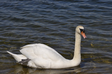 Fototapeta premium swan on lake