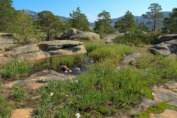 Fototapeta na wymiar Mountains of round stones and pine
