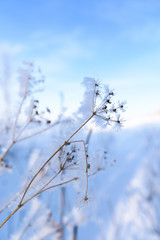 umbrellas of flowers in the snow. close-up, macro photo. winter photo