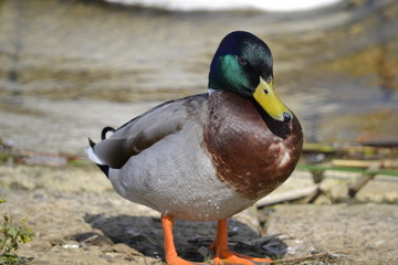 mallard duck