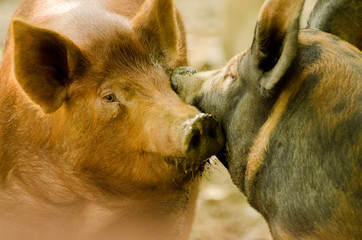 Two pigs touch snouts tenderly in this close up scene of pasture raised farm animals © James