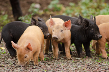 Adorable piglets explore the barnyard for the first time © James