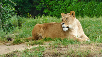 Lion in zoological garden. African lion.
