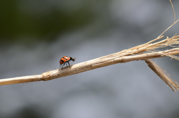 Lady beetle up close climbs brown stem against soft grey background