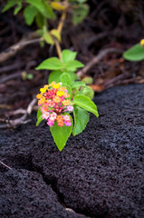 Pflanzen und Blumen auf Big Island, Hawaii