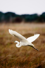 Majestic egret flies low over golden wetland grasses in the Outer Banks of North Carolina