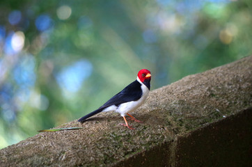 Mantelkardinal Vogel, Paroaria capitata, Schwarz weisser-Singvogel mit rotem Kopf, Hawaii