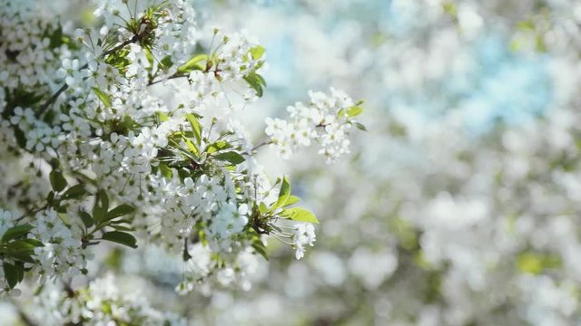 Closeup video footage background with blossom of fruit tree over blurred orchard background with soft sun backlit. Springtime and beauty of nature concept.