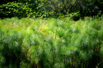 Pflanzen in der Nähe vom Waipiʻo Valley, Big Island, Hawaii