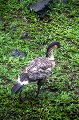 Nene Gans auf Big Island, Hawaii
